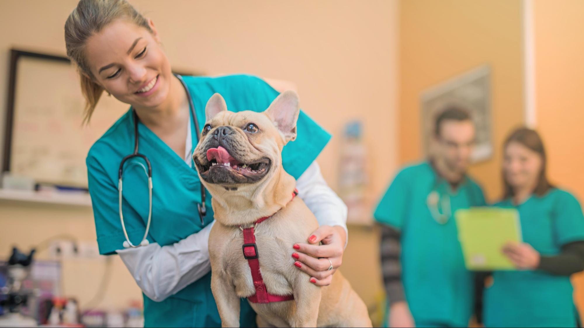 Smiling veterinarian assessing a happy bulldog
