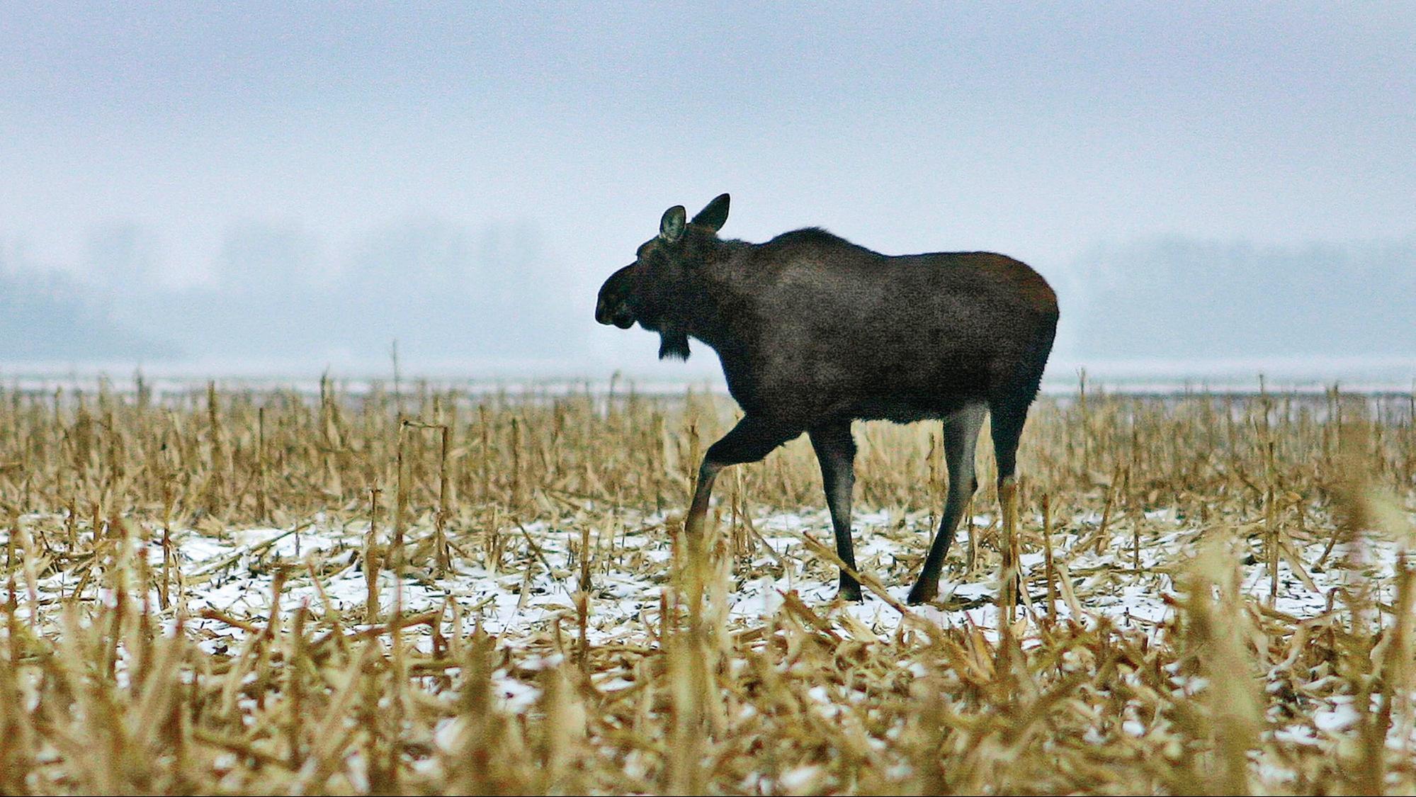 Moose walking through a field on a foggy winter day